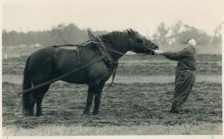 Stubborn as a mule, Arthur Manning of Highgate, east of Chatham, tries to persuade his balky horse Major to get a move on yesterday at the opening of (...)