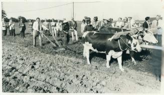 Minister turns a furrow at world contest site, Using an old-fashioned plow pulled by four oxen, Environment Minister William Newman turns 50-ft-long f(...)