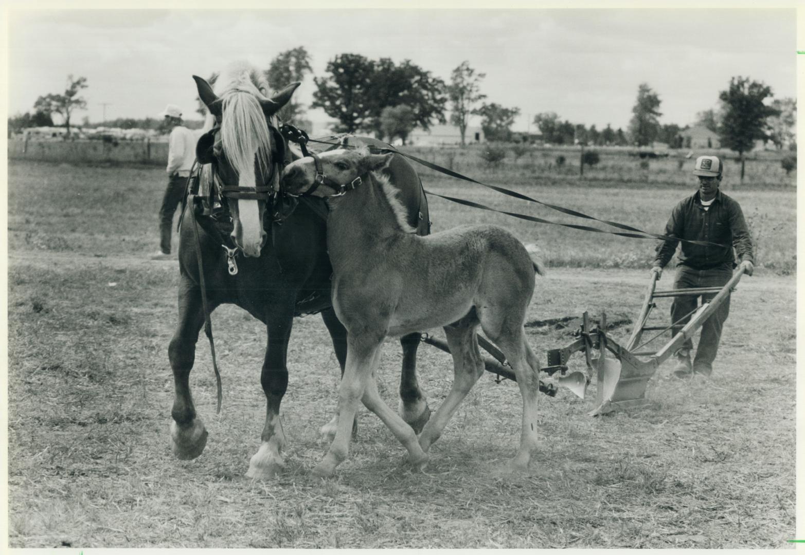 Colt competes for mom's attention, Allen Lamble of Wyevale, Ont