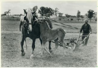 Colt competes for mom's attention, Allen Lamble of Wyevale, Ont