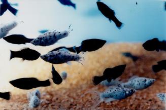 Black mollies and Dalmation mollies