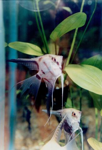 Angel fish