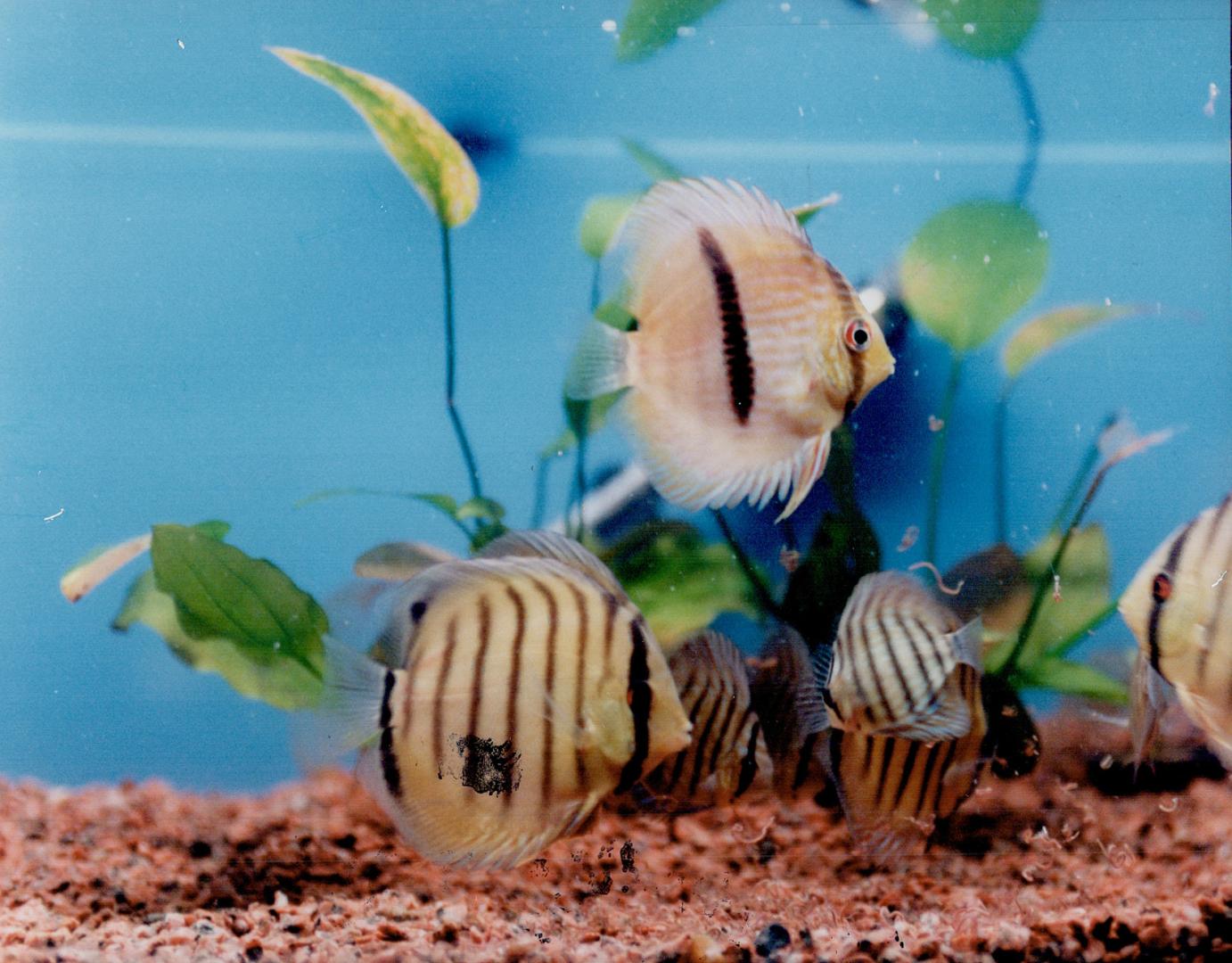 Discus