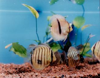 Discus