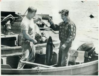 The fish they catch aren't as big as they used to be, say fishermen Stan Cooper, left, and his brother, Leonard, of Gosport, displaying their morning (...)
