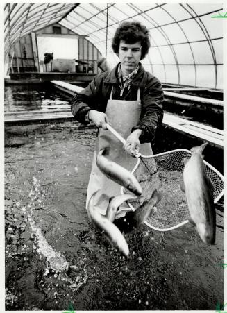 Net worth: Alvis Fogels shows off some of the 50,000 trout he will supply to Metro restaurants this year, they're raised from scratch at his hatchery near Owen Sound