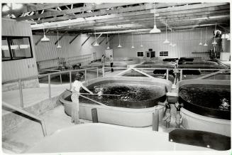 It takes 18 months to prepare fish in a hatchery for the line