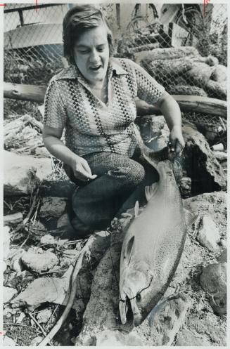 Coho is a peace offering. The 15-pound coho salmon Rita Ivens caught yesterday at the mouth of the Credit River will be a present to her husband. She (...)