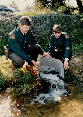 Salmon get a splashing send-off, Conservation officers Dave Ferguson, left, and Rick Ladouceur of the Ontario Ministry of Natural Resources, release f(...)