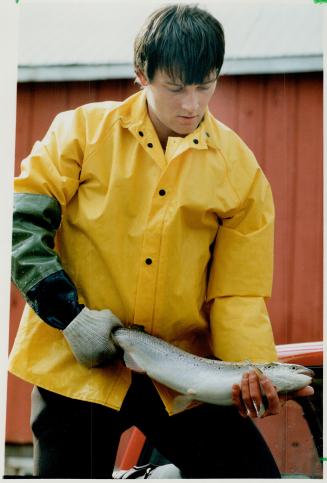 Salmon are back - this is no fish story, Natural Resources worker John Bisset checks an Atlantic salmon taken from Credit River for testing. After a r(...)