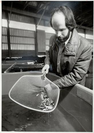 Coho lowdown: Hatchery manager Cameron Mack checks the fingerlings that will be released into the Credit River in time to give the 1981 fishing industry a big shot in the arm