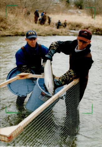 The one that didn't get away, Volunteers help rescue a salmon that would otherwise have been trapped by the Milne Dam
