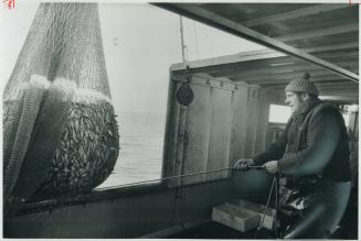 Hauling in $100 worth of fish a day is necessary to make the work worthwhile, says Doug Mummery as he inspects a catch of smelt and shad he and his br(...)