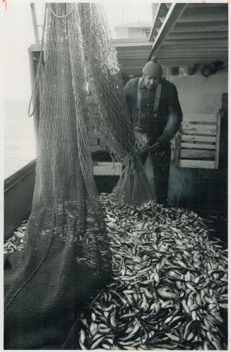 We've gotta Haul in about $100 worth of fish each day to make it worth-while, Doug Mummery says he inspects a catch of smelt and shad he and Don caugh(...)