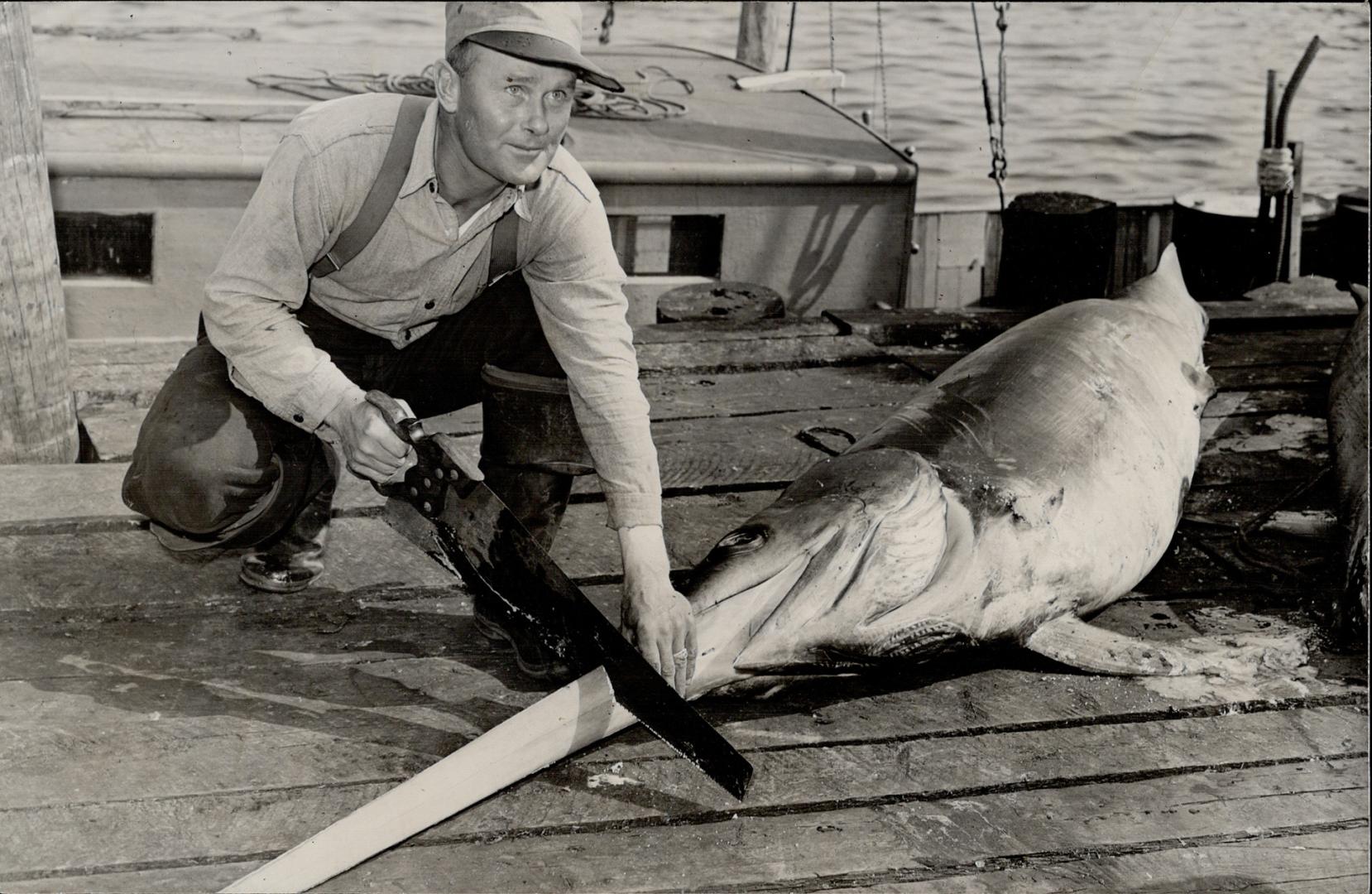 Here's evidence that a swordfish really has a sword