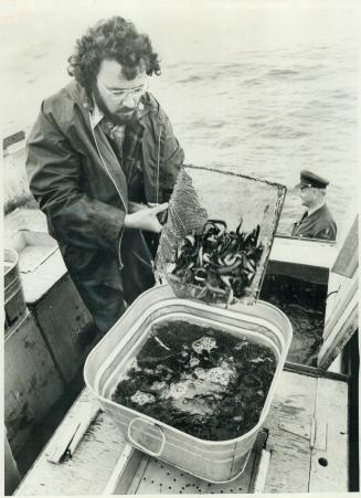 First lake trout to be planted in Lake Ontario are taken from tub by Paul Calder and dumped from a Port Credit pier