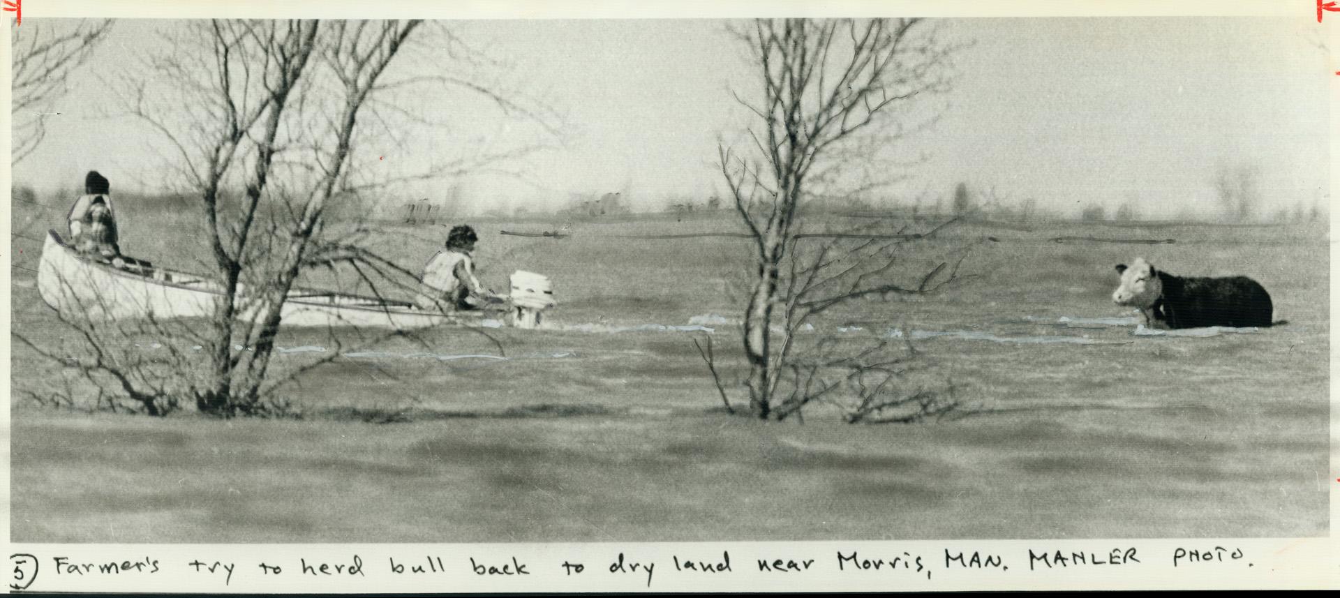 Farmers use rope and motorboat in an attempt to pull a bull to dry land after it became stranded in flood waters