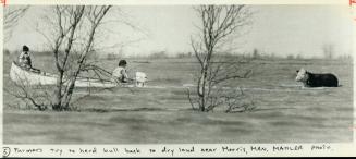 Farmers use rope and motorboat in an attempt to pull a bull to dry land after it became stranded in flood waters