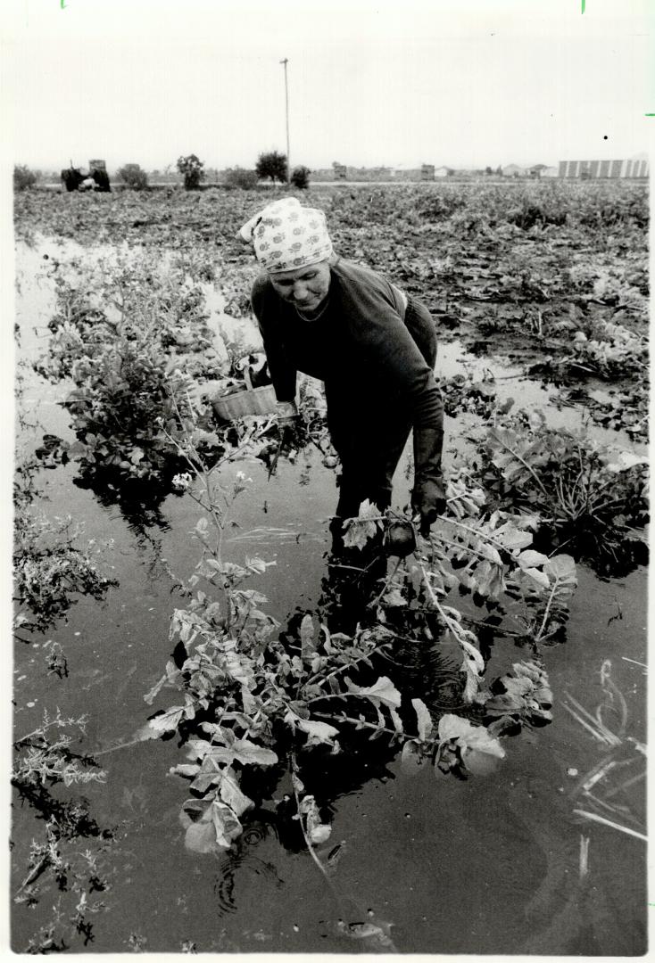 Drowned radishes, Mary Srebnik salvages what she can of her Spanish black radishes in a waterlogged field in the Holland Marsh. Much of her farm is flooded from record rainfalls