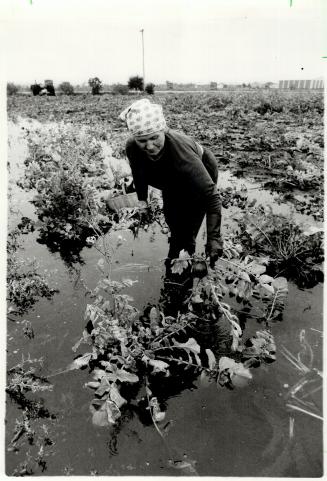 Drowned radishes, Mary Srebnik salvages what she can of her Spanish black radishes in a waterlogged field in the Holland Marsh. Much of her farm is flooded from record rainfalls