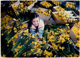 Coming up yellow: Amy Cunnigham, 10, is surrounded by hundreds of daffodils that will be distributed Friday on Daffodil Day as part of the Canadian Cancer Society's April fundraising drive