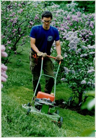 Where the lilacs grow, Gardener Philip Rogic enjoys the heady perfume of lilacs in full bloom as he cuts the grass at the Royal Botanical Gardens in Burlington