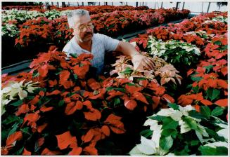 Festive Flowers, Max Epp tends to some of the 8,000 poinsettias, of seven varieties including a new one, Jingle Bell, grown at his Huttonville greenhouse for the holidays