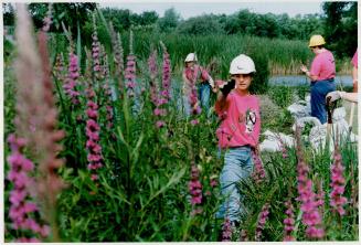 Workers clear wetland habitat of purple loosestrife, a beautiful killer