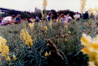 Volunteers plant wildflowers at riverdale park