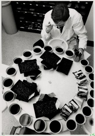 Lonely work: John Devine weighs tea for test against an old English sixpence, using a 70-year-old scale