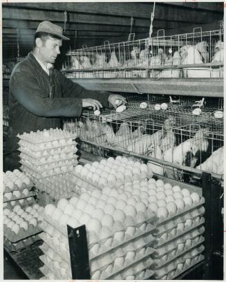 Ordered to trim his flock of 22,000 birds while he was still paying for them, Mike Kolisnyk says the Ontario egg board is Killing farmers. The board says Kolisnyk isn't a typical producer