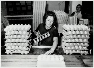 3. Furinda Fernandes packes eggs in carton for Loblaws The Miedema plant processes over a half a million eggs a week