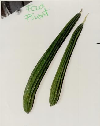 Silk Melon