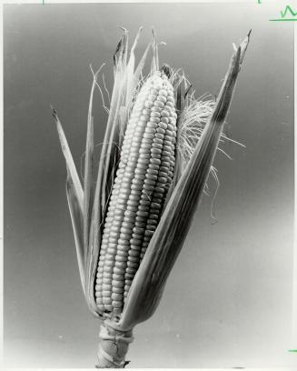 Fall cornfields, Q Why so many fields of unharvested corn at this time of year? Each one of those fields looks like it's dead
