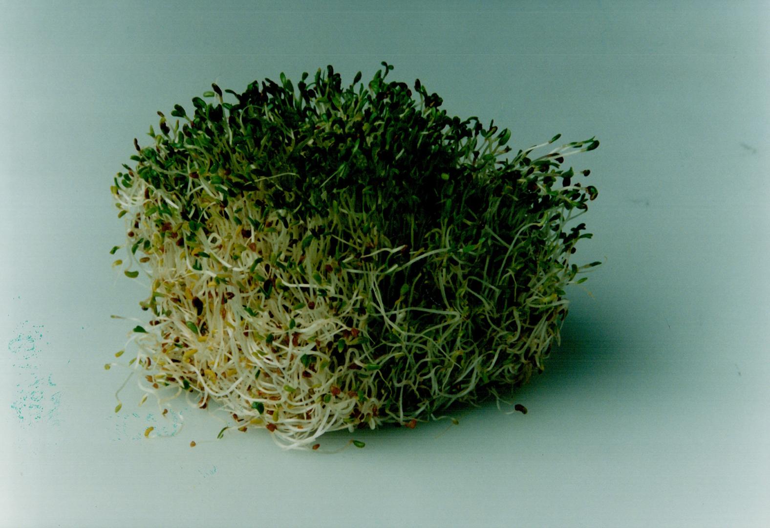 Alfalfa Sprouts