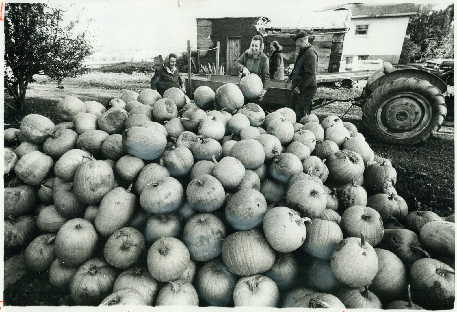 They'll make a lot of Jack-O'-Lanterns, With frost expected, Mary Schembri (left) had to take in the pumpkins she raises on her 4 1/2 acres on Birchmo(...)