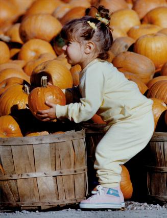 Halloween is a heavy task, Erica Famularo, 20 months, is finding that getting ready for Halloweeen can be a heavy burden as she selects her pumpkin at the Burnhamthorpe Fruit Market in Mississauga