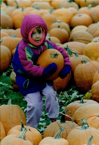 This One! Teryl Brouilette, 4, makes a choice at Downey's Pumpkins