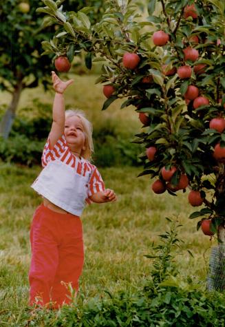 Apples ripe for the plucking, Michelle glendenning, 21 months, goes for the pick of the crop at Silver Stream Farms in Richmond Hill