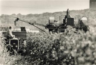 Left and above, George Wiley guides his mechanical harvester through the vines with 15-month-old son, Benjamin, at his side. Cousin Tom Wiley drives alongside with a bin to collect the grapes
