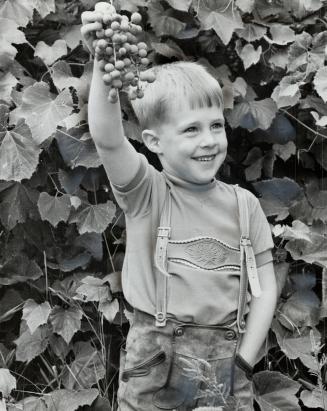 Good preserves start with fresh fruits and vegetables, Chris Vehof, 5, helps out by gethering grape off the vines