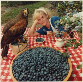 Hawk Eye: Valerie Andrews, 14, dips into the blueberries at Andrews' Scenic Acres as Harriette the hawk stands guard