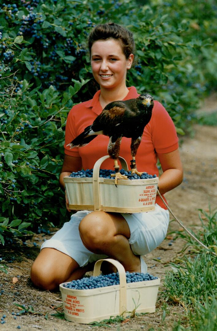 Protecting the crops, Harriet the hawk certainly earns her keep at Andrews Scenic Acres berry farm in Milton