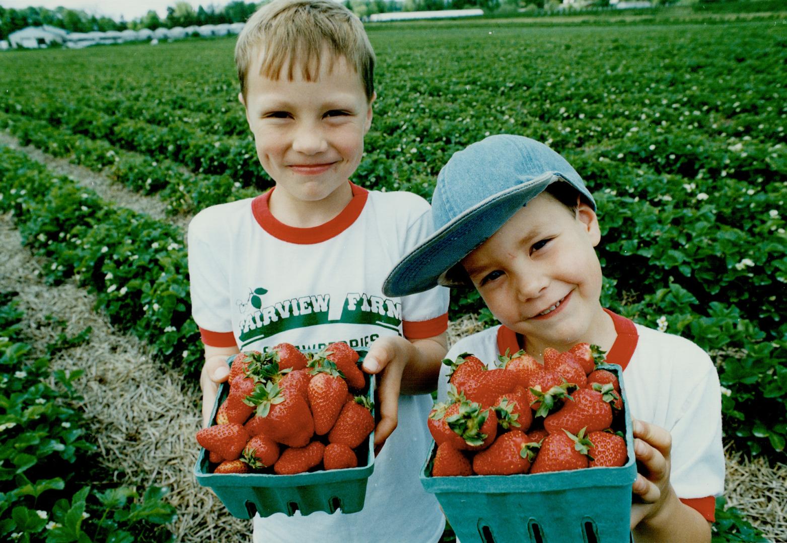 Graham Manley, 7, left, and brother Benjamin, 5, get a head start, in nearly empty fields, picking strawberries at Fairview Farms in Brampton The pick(...)