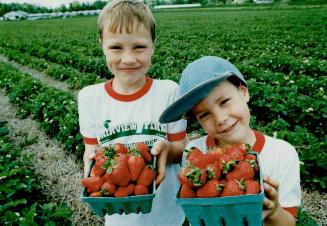 Graham Manley, 7, left, and brother Benjamin, 5, get a head start, in nearly empty fields, picking strawberries at Fairview Farms in Brampton The pick(...)