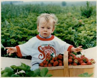 Life's just a big basket of strawberries, Nine-month-old Brendan John Wetheral gets a jump on Whitchurch- Stouffville's 3rd Annual Strawberry Festival, which runs June 24 to July 1