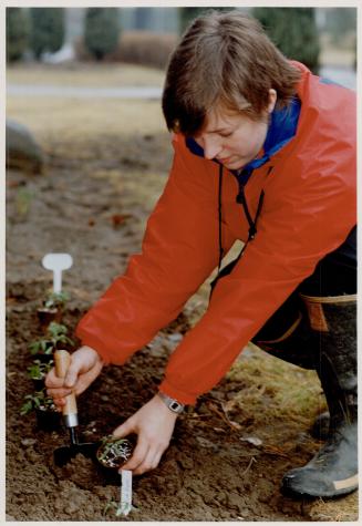 Start Seedlings: Anne Marie Van Nest, horticulturist at The Civic Garden Centre, plants tomato seedlings