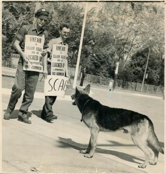 Barking a warning at gasoline lockup pickets not to enter his master's porperty is Denny, an 18-month-old German shepherd. His owner, Jerry Stevens, r(...)