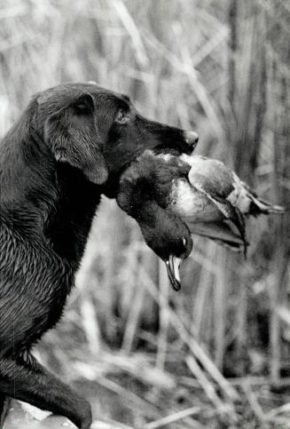 Lures: Dave Ankney, above, gives a duck call to lure the game that his dog Chen retrieves