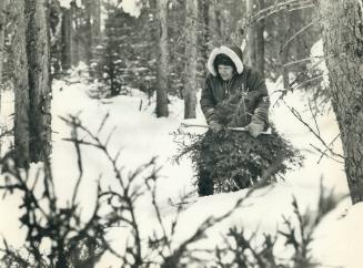 Helping to build a new addition to the family's trapper's camp in the woods, Kathleen Jolly snow-shoes through the bush to gather spruce branches for flooring of shelter made of spliced saplings